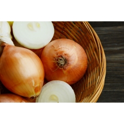 Onion 'Dakota' - medium late, extremely productive variety
