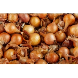 Cebolla – Effect -   Allium cepa - Efekt - semillas