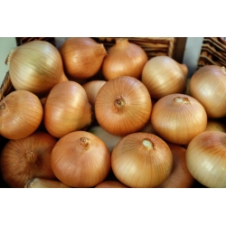 Onion "Irka" - medium early