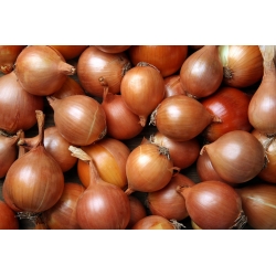 البصل "نياجرا" - متنوعة في وقت متأخر ، متنوعة إنتاجية للغاية -   Allium cepa - Niagara - ابذرة