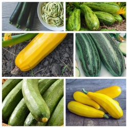 Courgette, zucchini - set benih 6 jenis tumbuhan sayur-sayuran - 