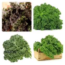 Kale - biji dari 4 varietas tanaman sayuran - 