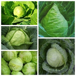 White head cabbage - set 2 - seeds of 5 vegetable plant varieties