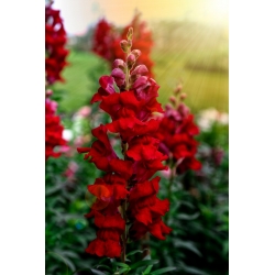 Tall snapdragon - red