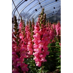 Harilik lõvilõug - roosa - Antirrhinum majus - seemned
