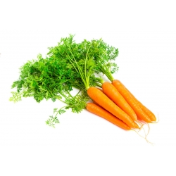 Carrot "Jagna" - COATED SEEDS