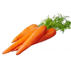 Carrot "Jagna" - early variety - SEED TAPE