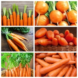 Tidlige gulrøtter - frø av 6 vegetabilske plantesorter - 