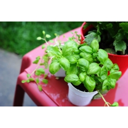 Мини градина - Зелен босилек - за тераси и тераси - Ocimum basilicum  - семена