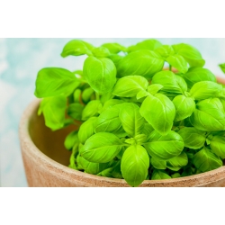 미니 정원 - 녹색 바질 - 발코니 및 테라스 문화 용 - Ocimum basilicum  - 씨앗