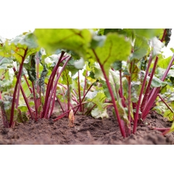 Mini garden - Mangold (beet) for fresh, cut leaves - for balcony and terrace cultures