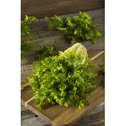 Mini garden - Endive for fresh, cut leaves - for balcony and terrace cultures