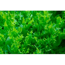 미니 정원 - 신선한 잎을위한 꽃가루 뿌리 줄기 - 발코니 및 테라스 문화 용 - Cichorium endivia - 씨앗