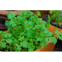 Mini zahrada - koriandr - pro balkónové a terasové kultury - Coriandrum sativum - semena