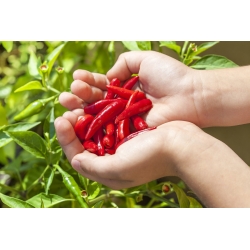 Mini jardim - Pimenta quente - para culturas de varanda e terraço - 