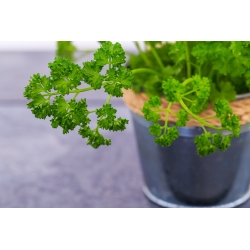 Mini garden - Leaf parsley with frizzled leaves - for balcony and terrace cultures
