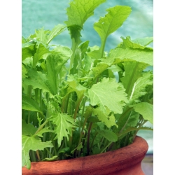 Mini zahrada - pikantní řezané listy - pro pěstování na balkonech a terasách -  Cichorium intybus, Cichorium endivia, Brassica rapa var. japonica, Lactuca sativa - semena