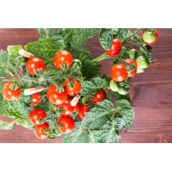 מיני גן - עגבניות שרי אדום - לעיבוד על מרפסות וטרסות - Lycopersicon esculentum - זרעים