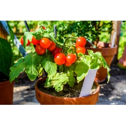 حديقة مصغرة - طماطم كرزية حمراء - للزراعة على الشرفات والمدرجات - Lycopersicon esculentum - ابذرة