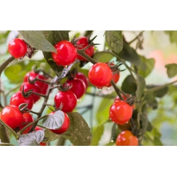 מיני גן - עגבניות שרי אדום - לעיבוד על מרפסות וטרסות - Lycopersicon esculentum - זרעים