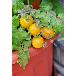 حديقة مصغرة - طماطم كرزية صفراء - للزراعة على الشرفات والمدرجات -  Lycopersicon esculentum - ابذرة