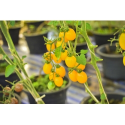 Mini Garden - Rumeni češnjev paradižnik - za gojenje na balkonih in terasah -  Lycopersicon esculentum - semena
