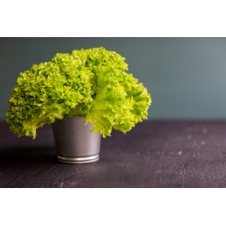 Міні сад - Зелений салат - для вирощування балконів і терасів -  Lactuca sativa var. Foliosa - насіння
