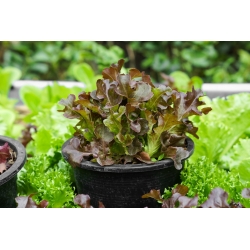 Rødt salat -  Lactuca sativa var. Foliosa - frø