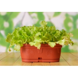 ميني غاردن - خس للأوراق المقطوعة - تشكيلة خضراء متقطعة - للشرفة وزراعة الشرفة -  Lactuca sativa var. Foliosa - ابذرة