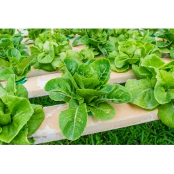 迷你花园 - 罗马生菜 - 用于阳台和露台种植 -  Lactuca sativa var. Romana - 種子