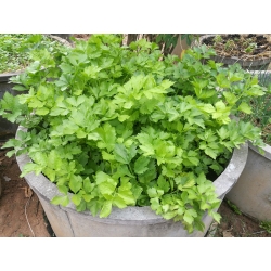 Mini vrt - listna zelena - za pridelavo balkona in terase -  Apium graveolens var. Secalinum - semena
