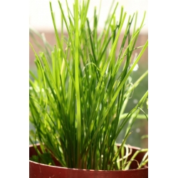 Mini zahrada - pažitka - pro pěstování na balkonech a terasách; raketa -  Allium schoenoprasum - semena
