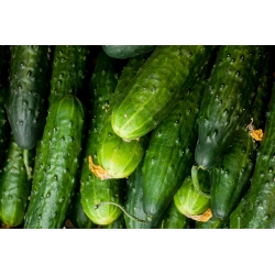 Cucumber "Maksimus" - SEED TAPE