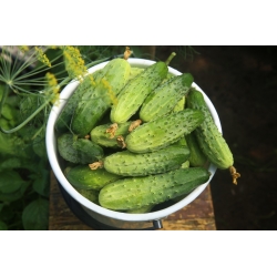 Pickling cucumber "Soplica" - COATED SEEDS