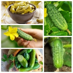 Essiggurke Gurke - Set mit Samen von 5 Gemüsepflanzensorten