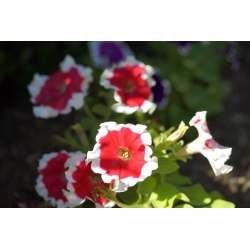Petunia Illusion - Röd - Petunia hyb. multiflora nana - frön