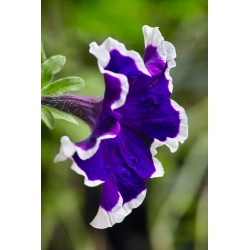 Garden petunia "Illusion (Iluzja)" - blue