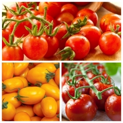 Tomate Cherry - conjunto de semillas de 3 variedades de plantas vegetales - 