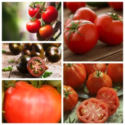 Hohe Tomate - Set 1 - Samen von 5 Gemüsepflanzensorten - 