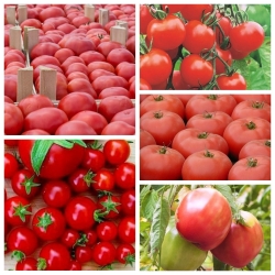 Nejoblíbenější kultivary rajčat - sada 5 odrůd rostlinných rostlin -  - semena