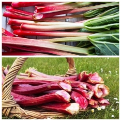 Rhubarb - set benih 2 jenis tumbuhan sayur-sayuran - 