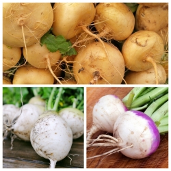 Turnip - set de semințe de 3 soiuri de plante legumicole - 