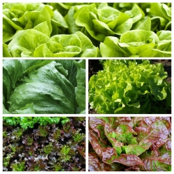 Зелена салата - семе 5 биљних сорти - 