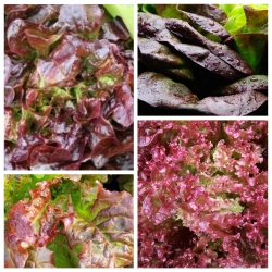 Червоний салат - насіння 4 сортів рослинних рослин - 