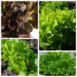 Ozolkoka salāti - 4 dārzeņu augu šķirnes -  - sēklas