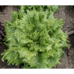 Ledový salát "Ludwina" - Výsevní pásky - Lactuca sativa L.  - semena