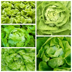 Маслянистий салат - набір насіння 5 сортів рослинних рослин - 