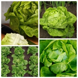 Lettuce rumah hijau - set biji-bijian 4 jenis tumbuhan sayur-sayuran -  - benih