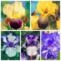 Iris - Pilihan warna ungu - 5 pcs - 