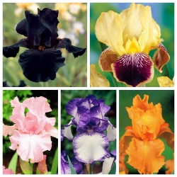 Iris - pemilihan warna - 15 pcs - 